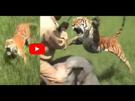 THE famous tiger attack video! Remember the Kaziranga incident where ...