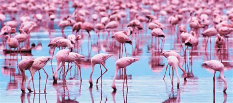 Download Animal Flamingo Wallpaper