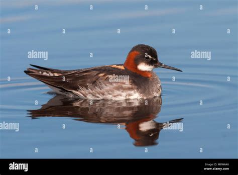 Red-necked Phalarope - Odinshühnchen - Phalaropus lobatus, Iceland, adult, female Stock Photo ...