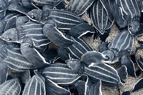 FAU | Study Finds Why Baby Leatherback Marine Turtles Can’t ‘See the Sea’