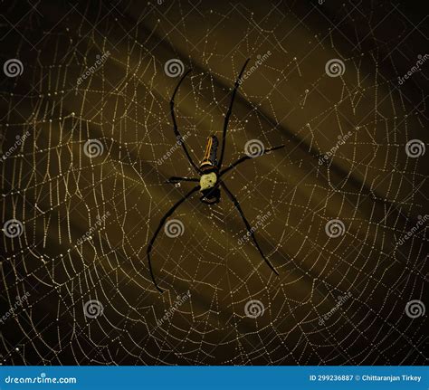 Orb Spider Female Golden Silk Stock Image - Image of florida, forest ...