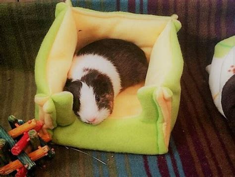 You Can Get A Tiny Guinea Pig Bed And It's The Cutest Thing I've Seen Today