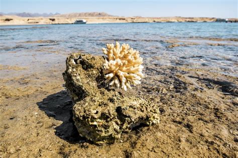 Ras Mohammed in the Red Sea, Egypt Stock Photo - Image of coral, sinai: 29911194