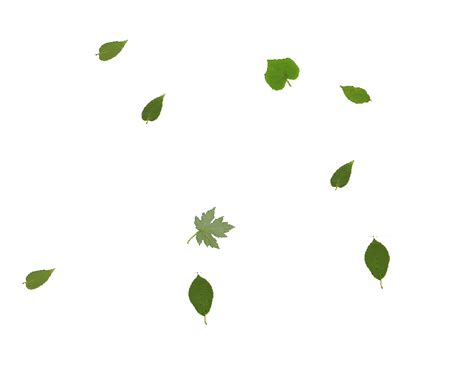 Leaves Falling Transparent Gif : Gifs Gif Leaves Falling In Pile ...
