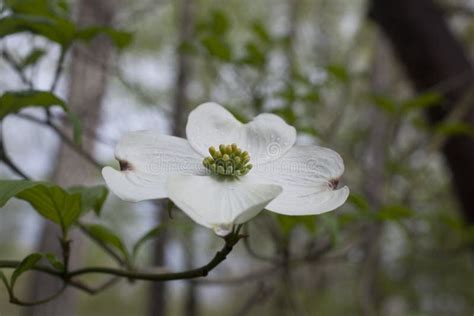 Dogwood Tree North Carolina Stock Photos - Free & Royalty-Free Stock ...