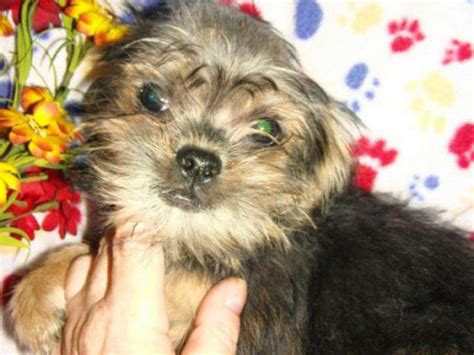 affenpinscher puppy for sale New Castle - Puppies for Sale Near Me