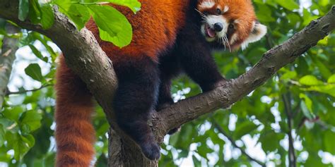 Red Panda Habitat Climate