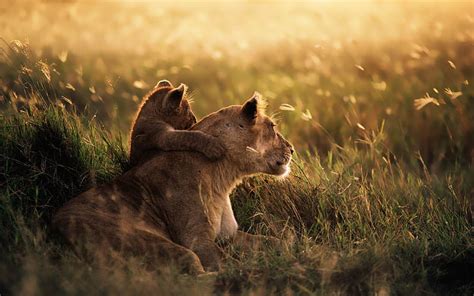 Lion of the Serengeti National Park-MAC OS X Mountain Lion, HD wallpaper | Peakpx