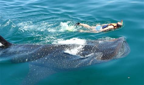 Whale Shark Snorkeling In Cancun | ubicaciondepersonas.cdmx.gob.mx