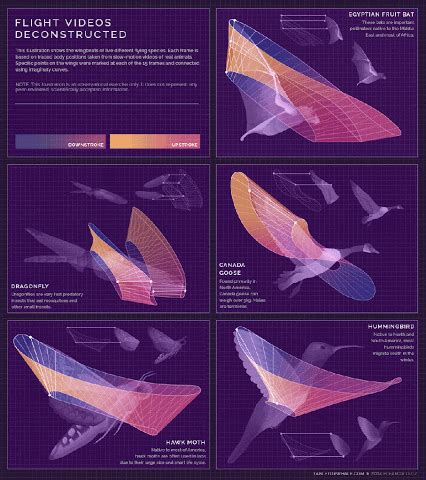 After Hours Animation School - Different Flight Paths