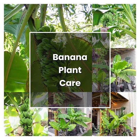 How to Grow Banana Plant Care - Plant Care & Tips | NorwichGardener