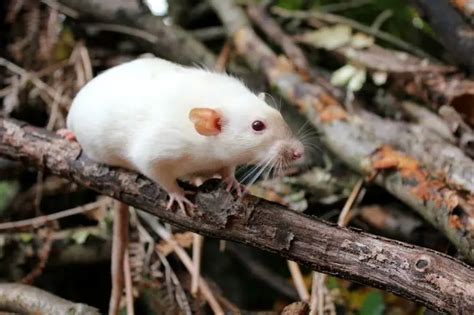 Rat Breeds: How to Know Which is the Right One For You | TheGearHunt