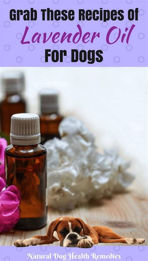 Lavender Oil Recipes for Dogs | Oils for dogs, Lavender benefits, Lavender oil recipes