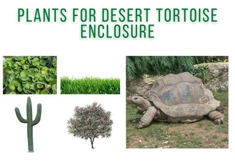 Plants for Desert Tortoise Enclosure - TurtleHolic