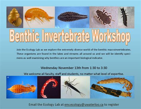 Benthic Invertebrate Workshop | Ecology Lab | University of Waterloo