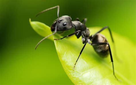 Black Ant ~ Insects World