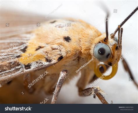 23,516 Macro Butterfly Head Images, Stock Photos, 3D objects, & Vectors | Shutterstock