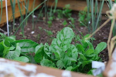 Lettuce Container Garden | How-To Guide | Patio Growers