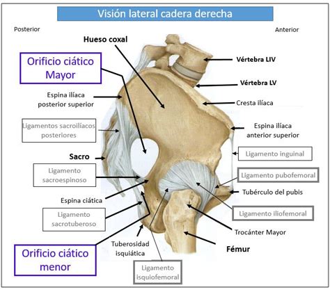 LIGAMENTOS DE LA CADERA | Dolopedia