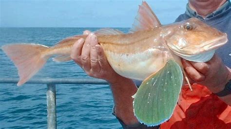 Tub Gurnard - Fishing in Wales