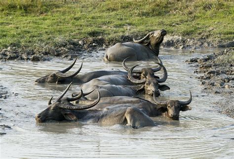 Edit free photo of Buffalo,asiatic,wild,mud,animal - needpix.com