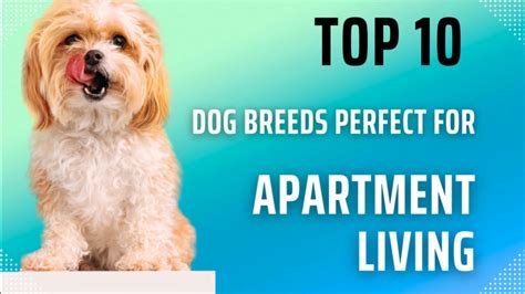 Dog Breeds Suited For Apartments Selling | instrumentation.kmitl.ac.th
