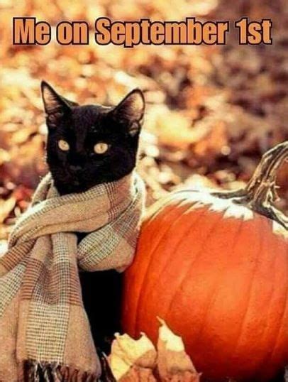 Celebrate Caturday The Right Way With Cat Memes | Fall cats, Happy ...