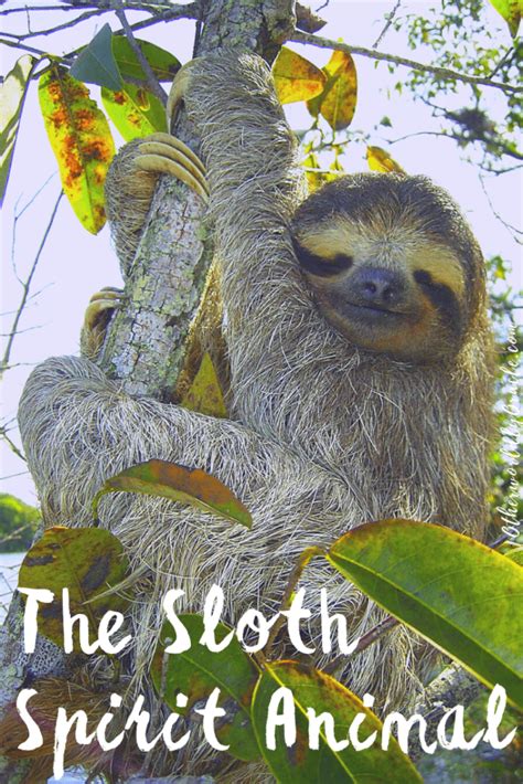 Sloth Spirit Animal: Sloth's Symbolism, Folklore and Messages