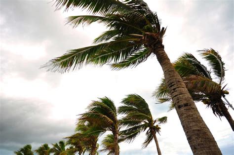 How Do Palm Trees Survive Hurricanes?