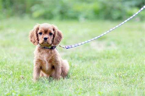 Leash Training a Puppy: How to Leash Train a Puppy - 2022 - MasterClass