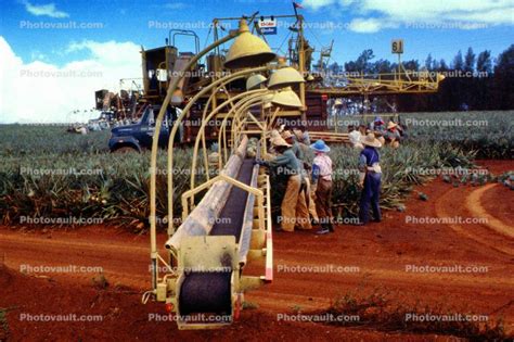 Pineapple Harvesting, Mechanization, Workers, Tool, Photo