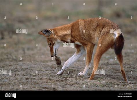 ETHIOPIAN WOLF eating grass rat Canis simensis (feed mainly on rodents). Bale Mountains Nat'l ...