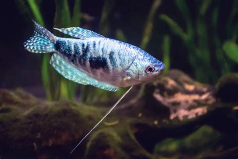 Opaline Gourami Care Guide: Complete Fact Sheet & Breeding Guide