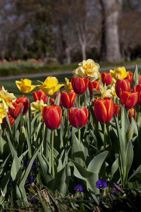 Top 5 reasons to love the spring splendor of Dallas Blooms