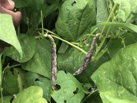 How to Harvest Green Beans - Kansas City Community Gardens