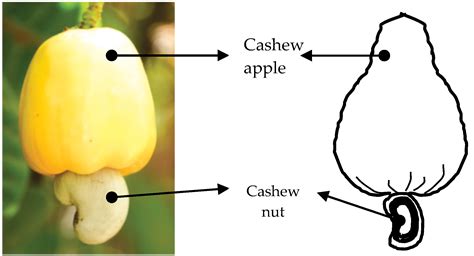 Cashew Nut Shell Oil — A Renewable and Reliable Petrochemical Feedstock | IntechOpen