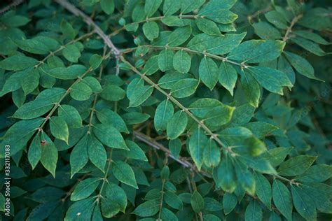 Euonymus alatus Stock Photo | Adobe Stock