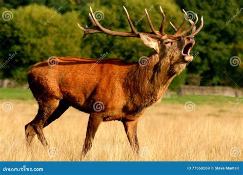 Large Male Deer with Antlers Bellowing Stock Image - Image of deer, rutting: 77568269