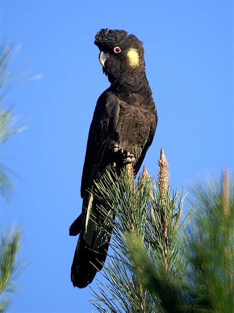 Yellow Tailed Black Cockatoo – Wye River birds