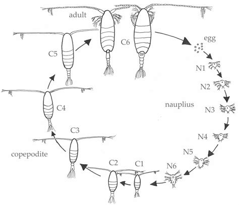 About the COPEPOD Project