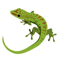 Phelsuma Day Gecko Care Sheet – IMPERIAL REPTILES & EXOTICS