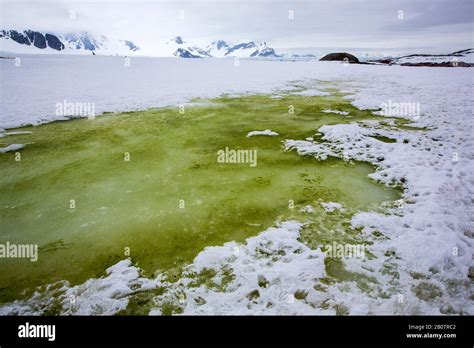 Green algae in meltwater on Peterman Island near the Lemaire channel ...