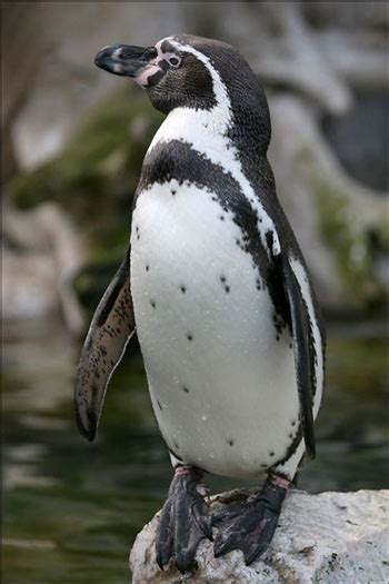 Humboldt Penguin Facts For Kids | Kids Matttroy