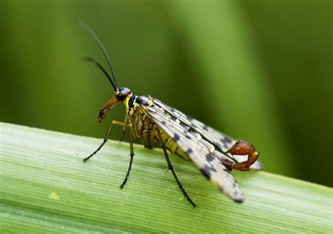 Mystery creature revealed - the scorpion fly - Dr. How's Science Wows