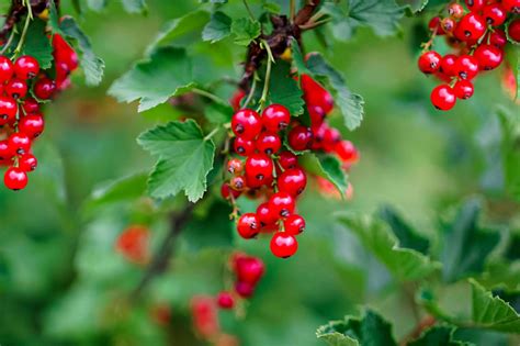 Best Berry Plants for Edible Landscaping