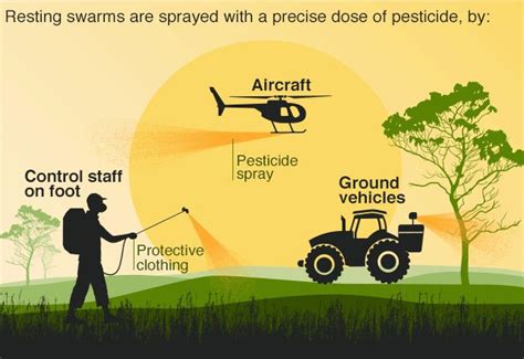 How do you fight a locust invasion amid coronavirus? - BBC News