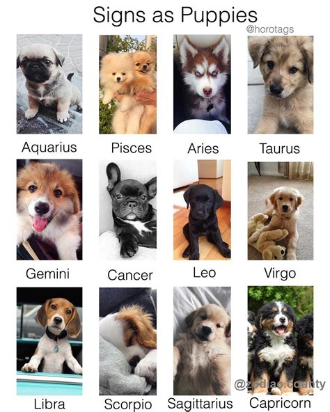 Zodiac Signs Dogs