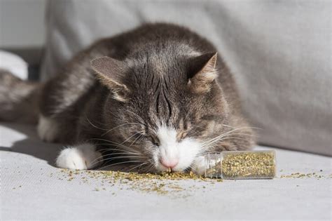 The 5 Best Catnip Products for Cats (Spray & Toys and More Surprises) - Cats.com