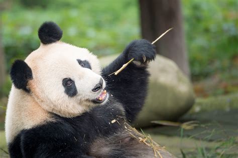 Panda géant : faits, enjeux, actions | WWF.CA