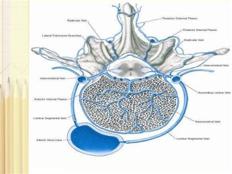 Anatomy of epidural space